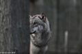 Arne von Brill wolf1-3