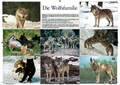 Die Wolfsfamilie