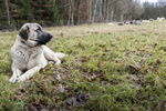 Kangal vor Schafherde